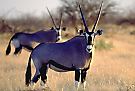 gemsbok-4-small.jpg